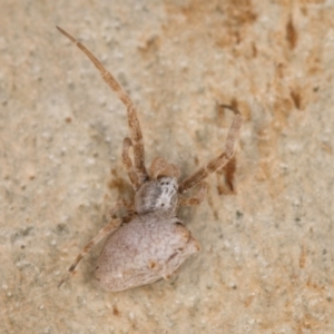 Philoponella congregabilis at Melba, ACT - 12 Aug 2024