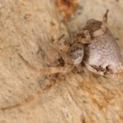 Philoponella congregabilis at Melba, ACT - 12 Aug 2024 01:02 PM