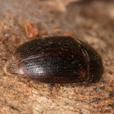 Nitidulidae sp. (family) (Sap beetle) at Fraser, ACT - 12 Aug 2024 by kasiaaus