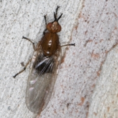 Tapeigaster sp. (genus) at Melba, ACT - 12 Aug 2024 01:24 PM