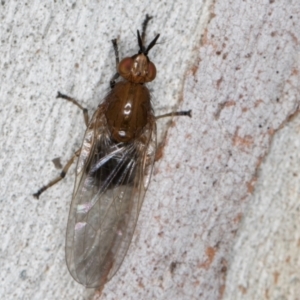 Tapeigaster sp. (genus) at Melba, ACT - 12 Aug 2024