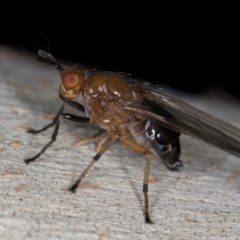 Tapeigaster sp. (genus) at Melba, ACT - 12 Aug 2024