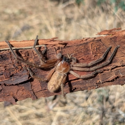 Delena cancerides (Social huntsman spider) at Kambah, ACT - 12 Aug 2024 by HelenCross