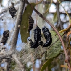 Delias harpalyce (Imperial Jezebel) at Kambah, ACT - 12 Aug 2024 by HelenCross