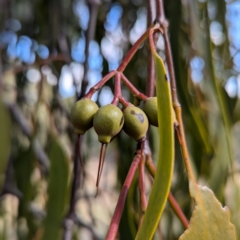 Amyema miquelii (Box Mistletoe) at Kambah, ACT - 12 Aug 2024 by HelenCross