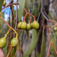 Amyema miquelii at Kambah, ACT - 12 Aug 2024