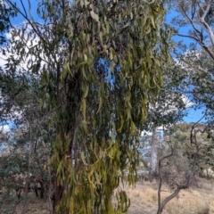 Amyema miquelii at Kambah, ACT - 12 Aug 2024