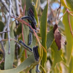 Delias harpalyce (Imperial Jezebel) at Kambah, ACT - 12 Aug 2024 by HelenCross