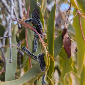 Delias harpalyce at Kambah, ACT - 12 Aug 2024 12:37 PM