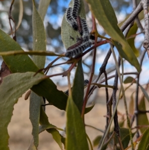 Delias harpalyce at Kambah, ACT - 12 Aug 2024