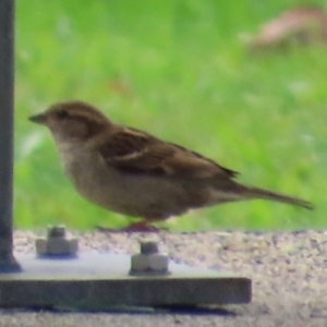 Passer domesticus at Innisfail, QLD - 12 Aug 2024