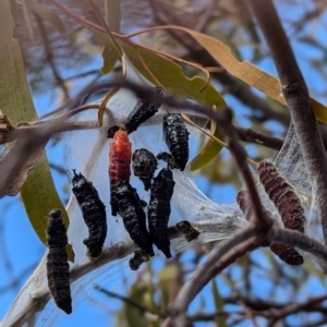 Delias harpalyce at Kambah, ACT - 12 Aug 2024 12:39 PM