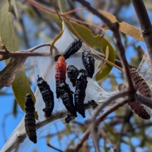 Delias harpalyce at Kambah, ACT - 12 Aug 2024