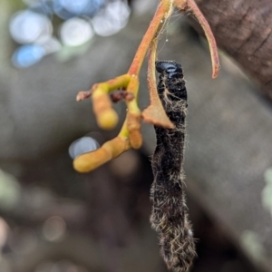 Delias harpalyce at Kambah, ACT - 12 Aug 2024 12:39 PM