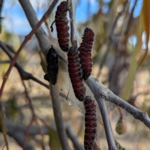 Delias harpalyce at Kambah, ACT - 12 Aug 2024 12:39 PM