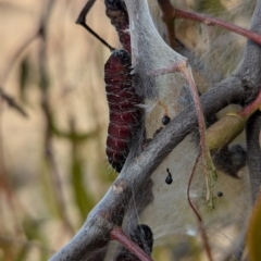 Delias harpalyce at Kambah, ACT - 12 Aug 2024 12:39 PM