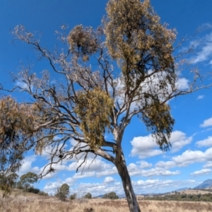 Eucalyptus melliodora at Kambah, ACT - 12 Aug 2024