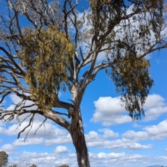 Eucalyptus melliodora at Kambah, ACT - 12 Aug 2024 12:41 PM