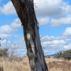 Eucalyptus melliodora at Kambah, ACT - 12 Aug 2024 12:41 PM