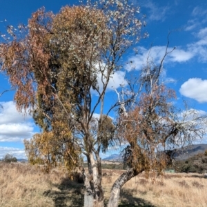 Eucalyptus blakelyi at Kambah, ACT - 12 Aug 2024