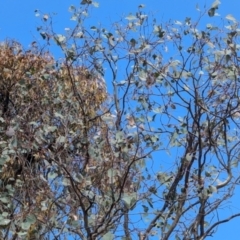 Eucalyptus blakelyi at Kambah, ACT - 12 Aug 2024