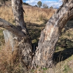 Eucalyptus blakelyi at Kambah, ACT - 12 Aug 2024