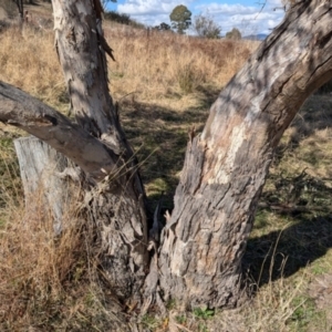 Eucalyptus blakelyi at Kambah, ACT - 12 Aug 2024