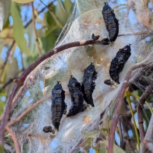 Delias harpalyce at Kambah, ACT - 12 Aug 2024 01:05 PM