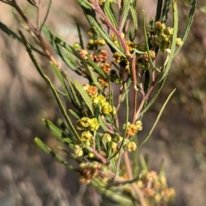 Dodonaea viscosa subsp. angustissima at Kambah, ACT - 12 Aug 2024