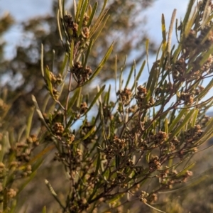 Dodonaea viscosa subsp. angustissima at Kambah, ACT - 12 Aug 2024