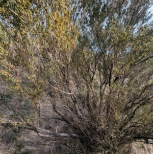 Dodonaea viscosa subsp. angustissima at Kambah, ACT - 12 Aug 2024 03:49 PM