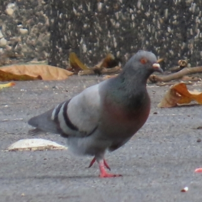 Columba livia (Rock Dove (Feral Pigeon)) at Innisfail, QLD - 12 Aug 2024 by lbradley