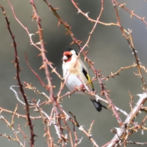 Carduelis carduelis at Rendezvous Creek, ACT - 11 Aug 2024