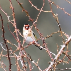 Carduelis carduelis at Rendezvous Creek, ACT - 11 Aug 2024