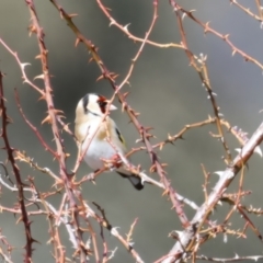 Carduelis carduelis at Rendezvous Creek, ACT - 11 Aug 2024