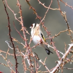 Carduelis carduelis at Rendezvous Creek, ACT - 11 Aug 2024