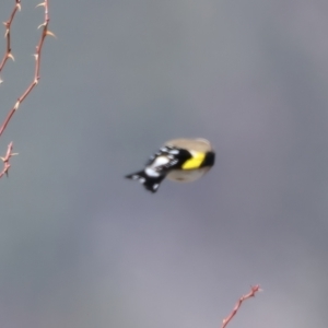 Carduelis carduelis at Rendezvous Creek, ACT - 11 Aug 2024