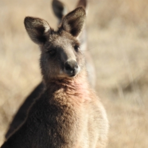 Macropus giganteus at Kambah, ACT - 12 Aug 2024