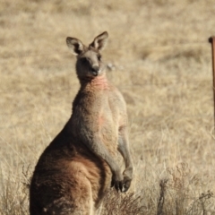 Macropus giganteus at Kambah, ACT - 12 Aug 2024