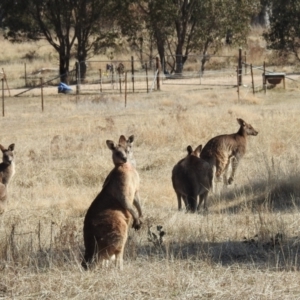 Macropus giganteus at Kambah, ACT - 12 Aug 2024 01:10 PM