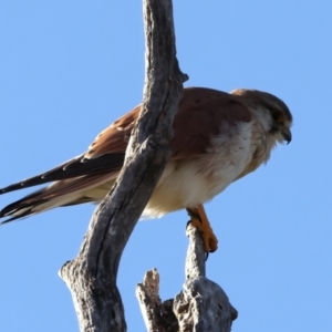 Falco cenchroides at Tharwa, ACT - 11 Aug 2024