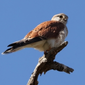 Falco cenchroides at Tharwa, ACT - 11 Aug 2024