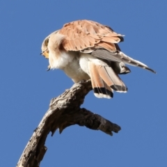 Falco cenchroides at Tharwa, ACT - 11 Aug 2024