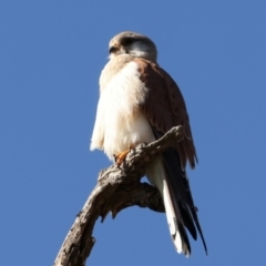 Falco cenchroides at Tharwa, ACT - 11 Aug 2024 03:04 PM