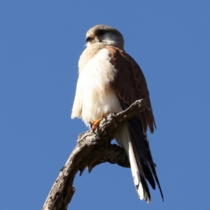 Falco cenchroides at Tharwa, ACT - 11 Aug 2024