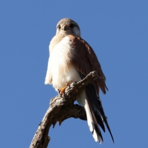 Falco cenchroides at Tharwa, ACT - 11 Aug 2024