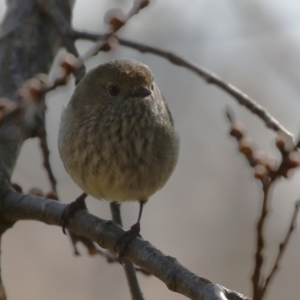 Acanthiza pusilla at Gordon, ACT - 12 Aug 2024