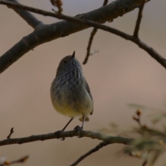 Acanthiza pusilla at Gordon, ACT - 12 Aug 2024