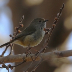 Acanthiza pusilla at Gordon, ACT - 12 Aug 2024