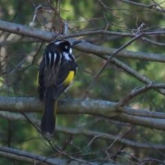 Phylidonyris novaehollandiae (New Holland Honeyeater) at Gordon, ACT - 12 Aug 2024 by RodDeb